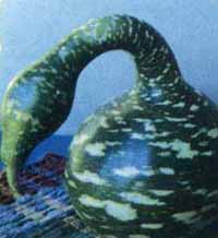 Gourd